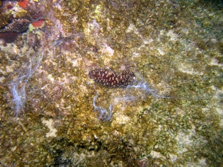 Holothuria sanctori (Delle Chiaje, 1823)  e Tubi di Cuvier